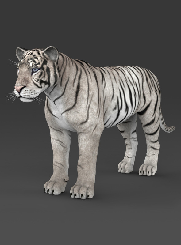 Realistic White Tiger - 3Docean 7372505