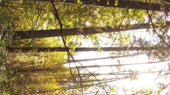 Vertical Video of an Autumn Forest During the Day in Ukraine alt