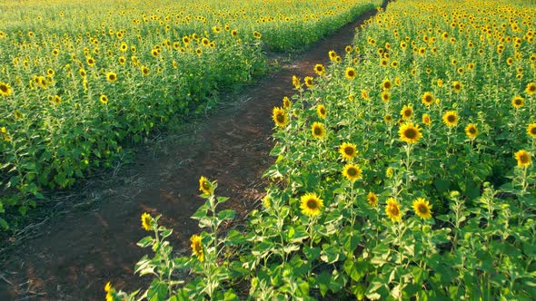 4K Aerial drone shot flying over sunflower fields in sunset alt