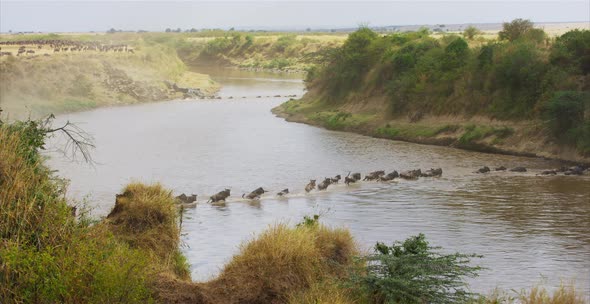 Herd of gnus crossing a river alt