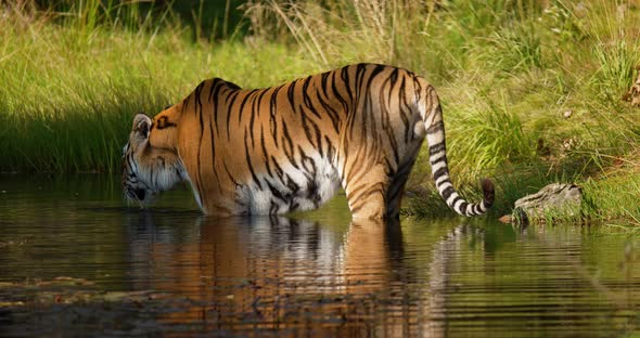Tiger Standing in a Pond in the Forest and Drink Water