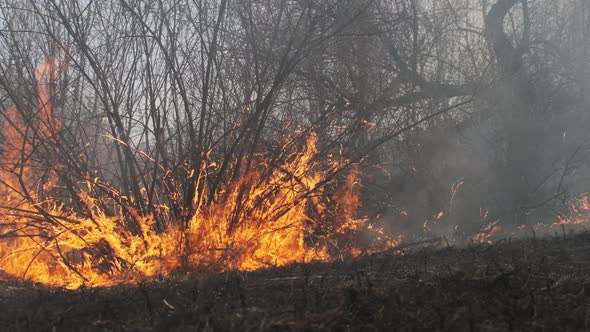 Fire in the Forest Burning Dry Grass Trees Bushes Flame and Smoke Wildfires alt