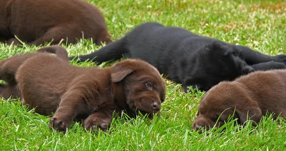 Labrador Retriever, Black and Brown Puppies on the Lawn, Sleeping, Normandy, 4K Slow Motion alt