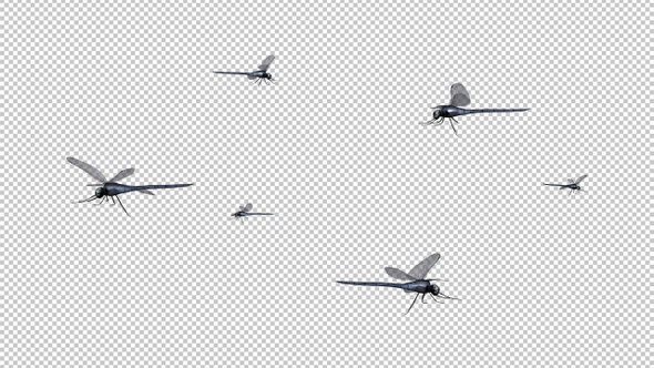 Dragonfly Swarm - Flying Loop - Alpha Channel