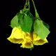 Time-lapse of drying three yellow roses winter bouquet - VideoHive Item for Sale