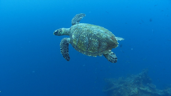Hawksbill Sea Turtle Swimming Underwater