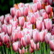 Tulips - VideoHive Item for Sale
