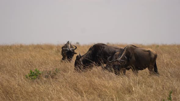 Wildebeests grazing in Masai Mara alt