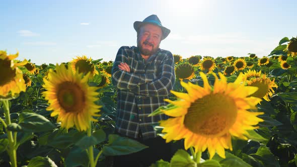 Senior Handsome Farmer with Arms Crossed Has a Hat on His Head and is in the Sunflower Field alt