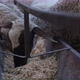 Lambs Eating Hay