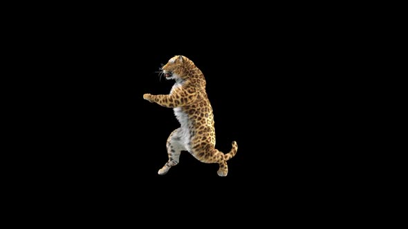 Leopard Dancing HD alt