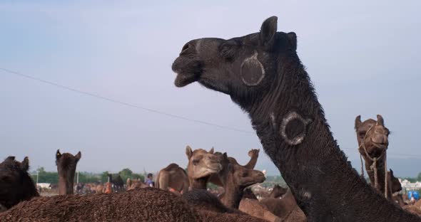 Camels at Pushkar Mela Camel Fair Festival in Field Eating Chewing alt