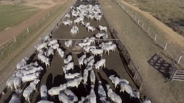 036 Pecuaria De Corte 2 alt