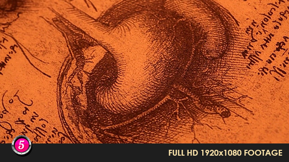 Anatomy Drawings 8 alt