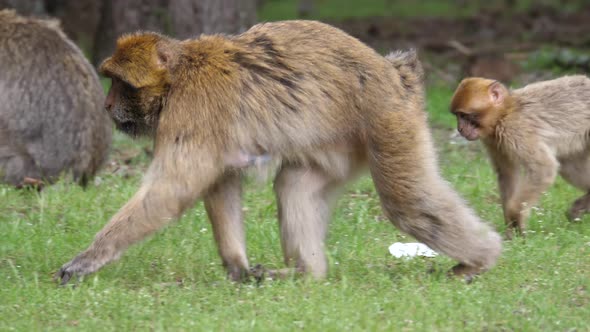 Barbary apes walking over a field alt