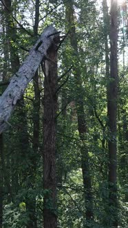 Vertical Video of a Summer Green Forest with Trees During the Day Slow Motion alt