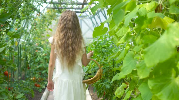 Adorable Little Girl Harvesting Cucumbers and Tomatoes in Greenhouse.