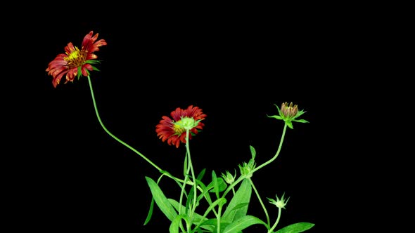 Time Lapse of Gaillardia Bloom Closeup Shot on Black Background Beautiful Gaillardia Flower Blooms alt