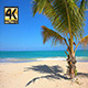 Coconut Tree On The Beach Coconut Tree On The Beach - VideoHive Item for Sale