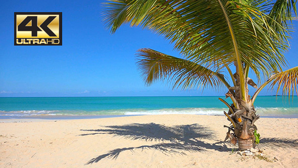 Coconut Tree On The Beach