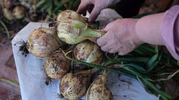 Video of Women's Hands Sorting Through the Heads of Fresh Onions From the Garden for Harvesting for