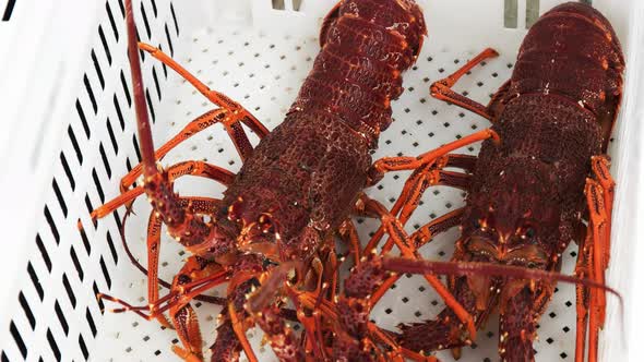 placing southern rock lobster into a white crate alt