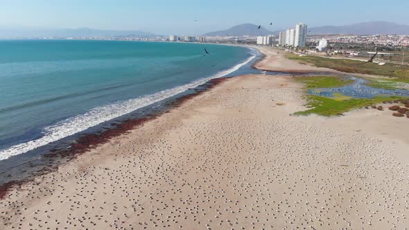 A lot of Birds on the pacific ocean coast Beach (Coquimbo, Chile) aerial view alt