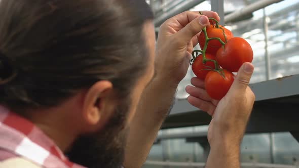 Skilled Farmer Checking Fresh Tomatoes on Branch in Greenhouse, Product Quality