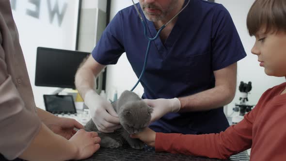 Male doctor examining cat in medical clinic. Shot with RED helium camera in 4K. alt