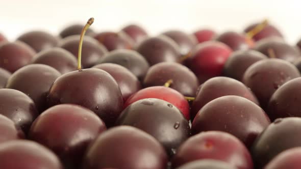 Prunus cerasifera organic fruit on table 4K 2160p 30fps UltraHD footage - Red  cherry plum  close-up alt