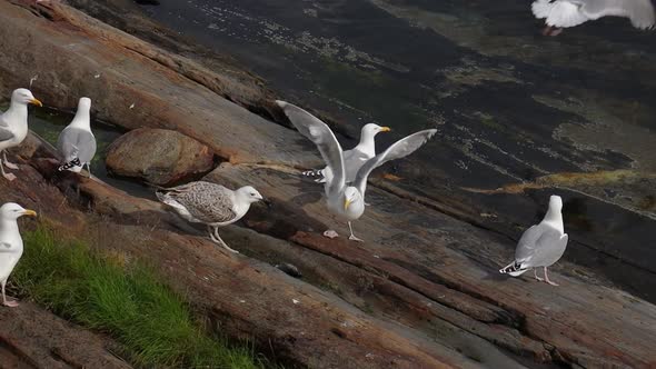 Seagulls Fight Over the Giblets of Fish on the Shore of a Fjord in Norway alt