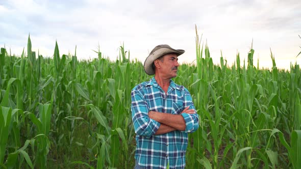 Senior Indian Farmer Standing in Corn Field Examining Crop at Sunset alt