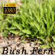 Bush Fern - VideoHive Item for Sale