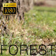 Old Forest 7 - VideoHive Item for Sale