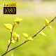 The Tree Branch - VideoHive Item for Sale