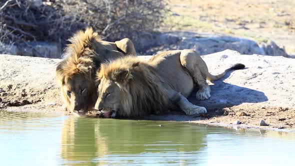 Two massive male African Lions drink water side by side, South Africa alt