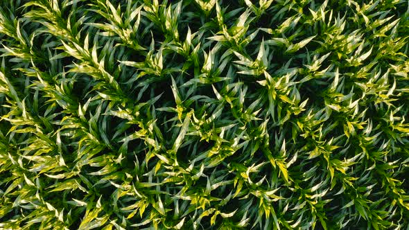 Aerial top view of cornfield green plants corn crops growing in countryside