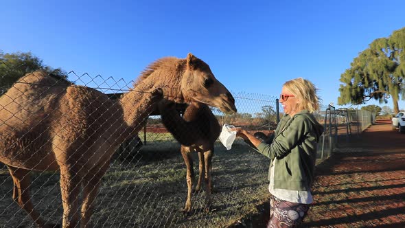 Woman Feeding Dromedary of Australia alt