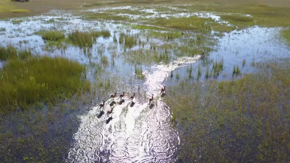 Aerial view of lechwe antelope running through Okavango Delta wetlands in Botswana alt