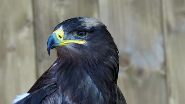 Portrait of harris hawk (Parabuteo unicinctus) 