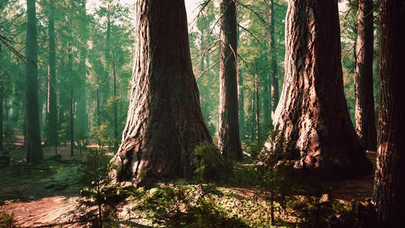 Giant Sequoias in the Giant Forest Grove in the Sequoia National Park alt