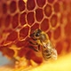 Working Bee on Honeycomb - VideoHive Item for Sale