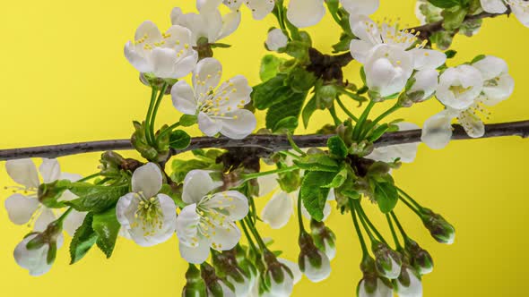 Blossoming Apple-tree Time Lapse on Yellow Background alt