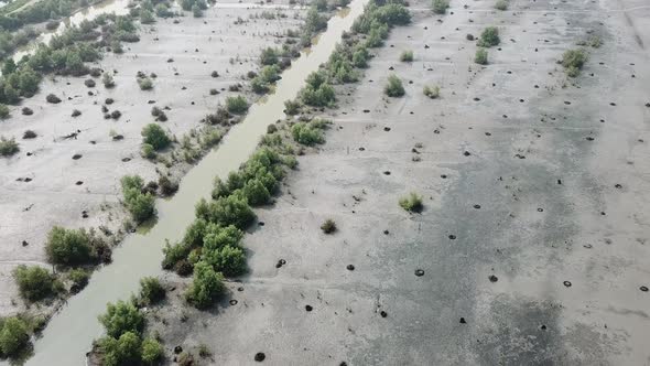 Aerial birds fly at wetland with mangrove trees  alt