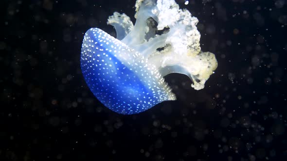 White-spotted jellyfish in motion in deep dark ocean lighting by divers light, close up shot alt