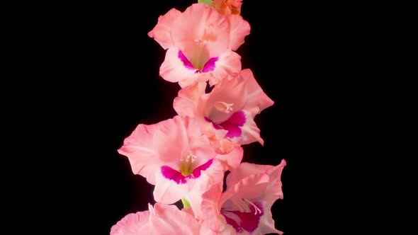 Time lapse of Opening Pink Gladiolus Flower alt