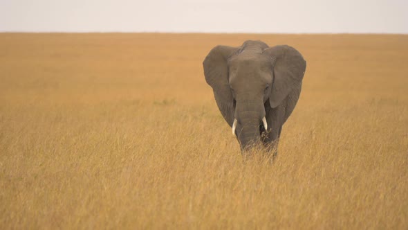Elephant walking in tall dry grass alt