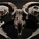 Animal Bones Altar - VideoHive Item for Sale