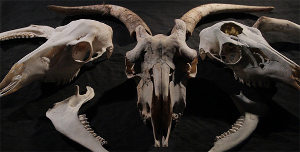 Animal Bones Altar