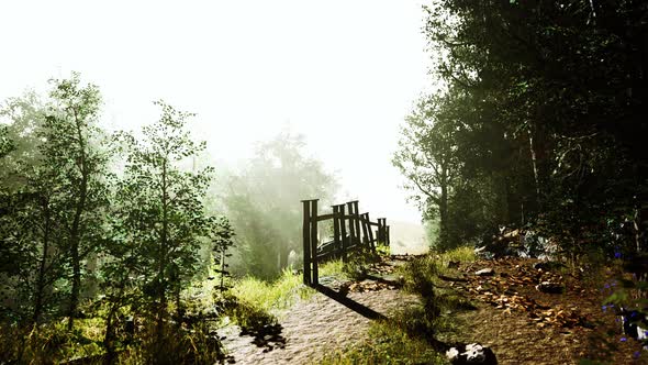 Beautiful Summer Morning in the Forest Hyperlapse alt